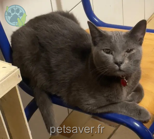 Kater vermisst 70000 La Demie Griezman Kater lost 70000 La Demie Griezman