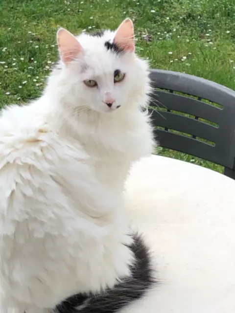 chat lost   71150 Chagny Apollo