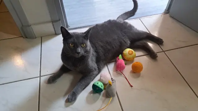 chat lost   71150 Farges-lès-Chalon Artù