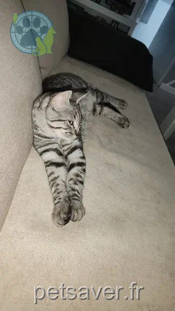 chat perdu 71580 Savigny-en-Revermont Atchoum chat lost 71580 Savigny-en-Revermont Atchoum