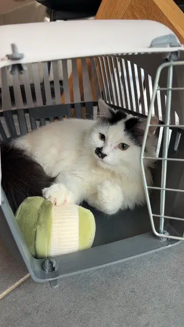 chat lost   71640 Givry Azar