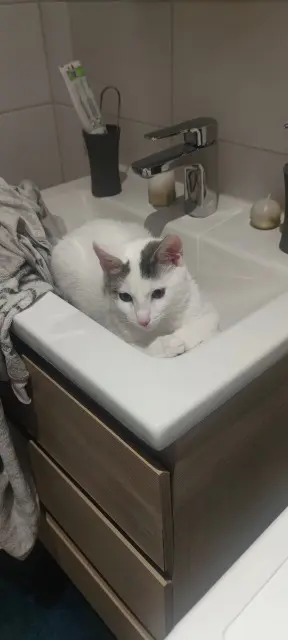 chat lost   71700 Uchizy Blanco