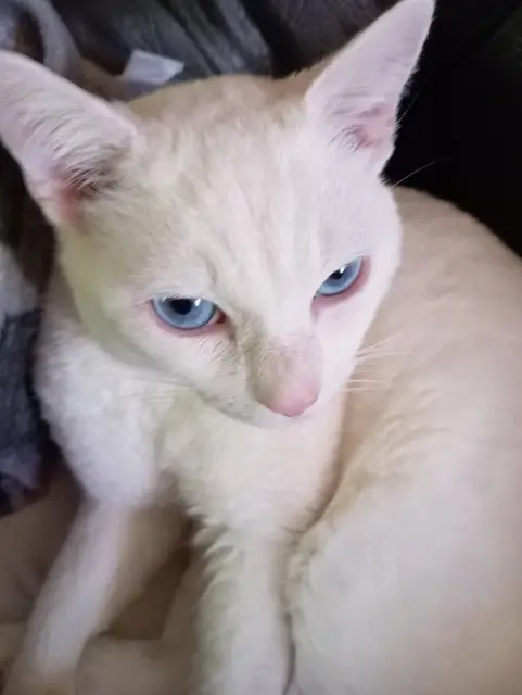 chat lost   71230 Saint-Vallier Blancs