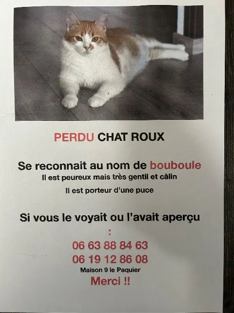 chat lost   71240 Laives Bouboule