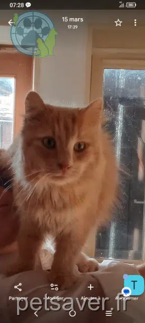 chat lost   71700 Tournus Caramel