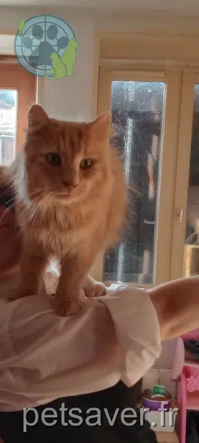 chat lost   71700 Tournus Caramel