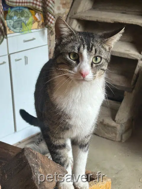 chat lost   71700 Ozenay Chaussette