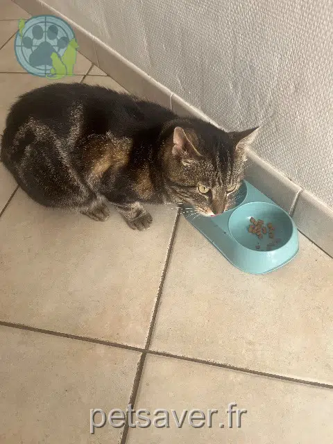 chat lost   71160 Digoin Choco