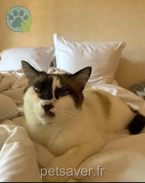 chat lost   71170 Chauffailles Chouchou