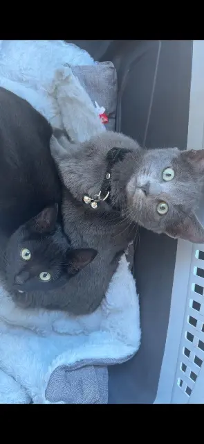 chat lost   71680 Crêches-sur-Saône Draco