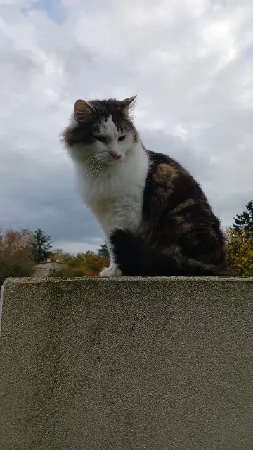 chat lost   71230 Saint-Vallier Filou