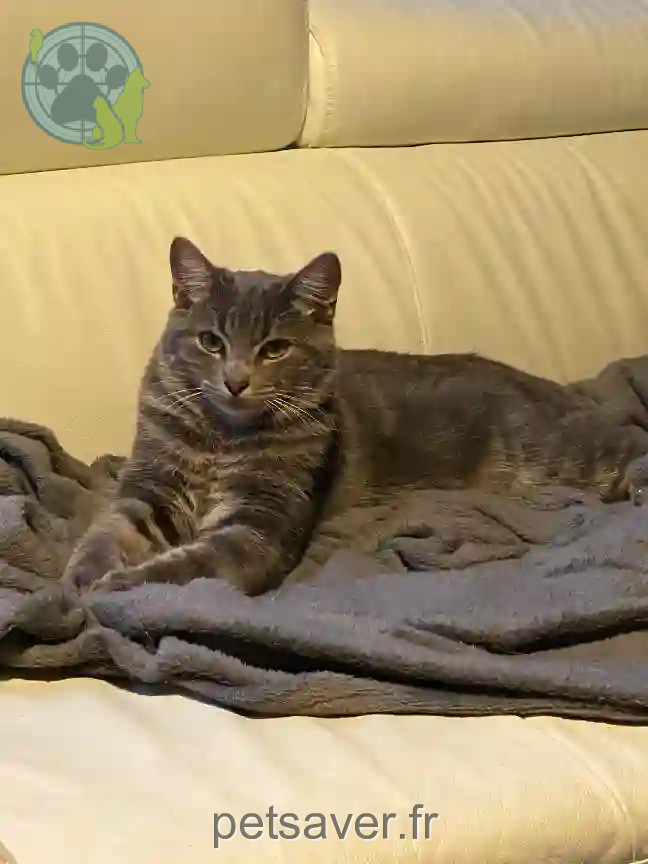Chat Perdu 71 Saône-et-Loire - Fripouille Chat Perdu 71 Saône-et-Loire - Fripouille