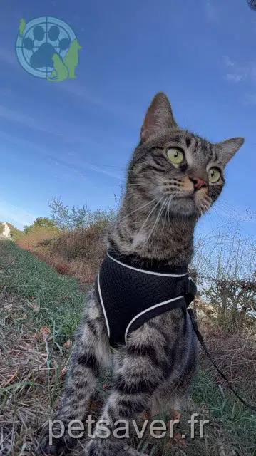 gato perdido 71530 Lessard-le-National Goudou gato lost 71530 Lessard-le-National Goudou