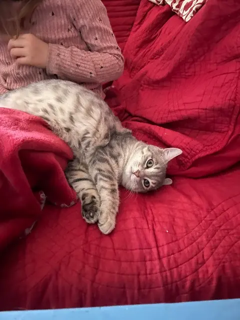 chat lost   71960 Verzé Grigri