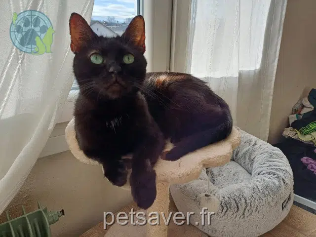 Kater lost   71100 Chalon-sur-Saône Grodos