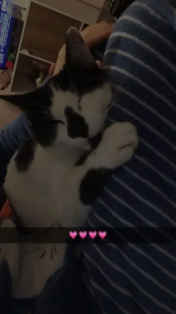 chat lost   71580 Sagy Haribo