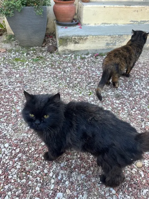 chat lost   71100 Chalon-sur-Saône Jazzetioda