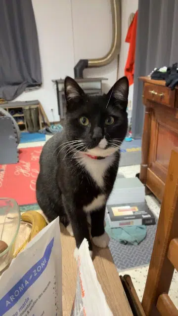 chat lost   71260 Azé Kiwi