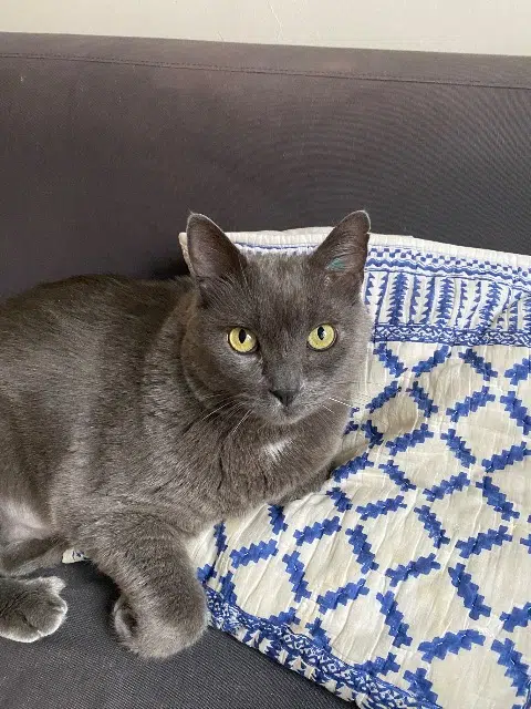 chat lost   71100 La Charmée Lichen