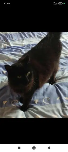 chat lost   71000 Mâcon Looky