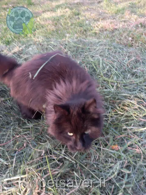 gato perdido 71700 Tournus Louis gato lost 71700 Tournus Louis