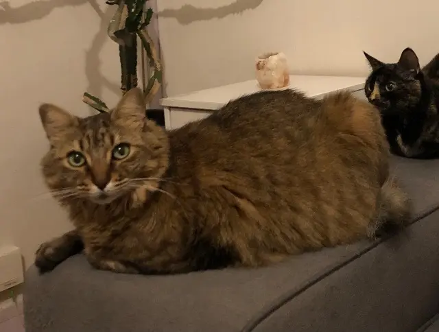 chat lost   71200 Le Creusot Maestro