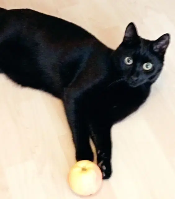 chat lost   71250 Cluny Mouche