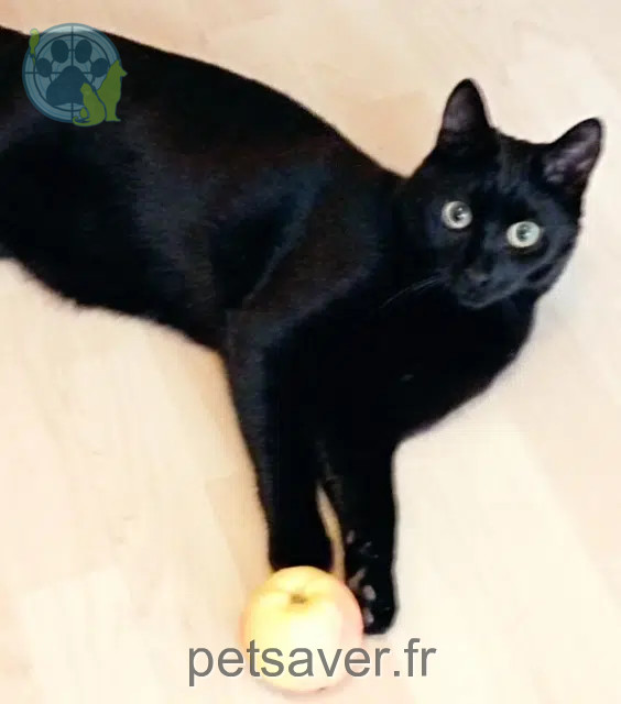chat perdu 71250 Cluny Mouche chat lost 71250 Cluny Mouche