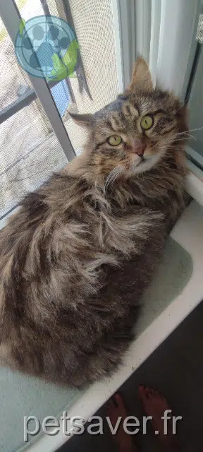 Kater lost   71510 Perreuil Mufasa