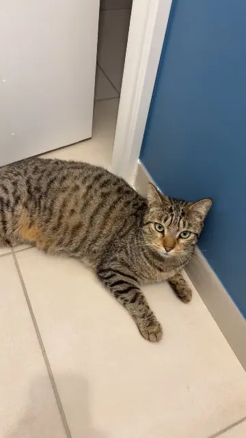 chat lost   71870 Laizé Oliver