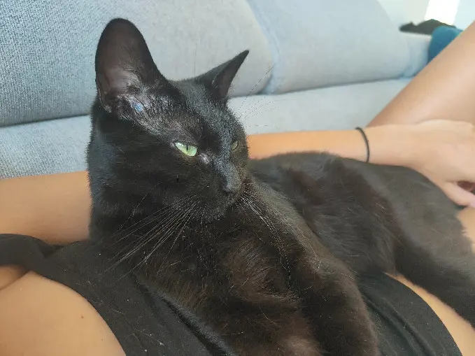 Chat Perdu 71 Saône-et-Loire - Onyx Chat Perdu 71 Saône-et-Loire - Onyx