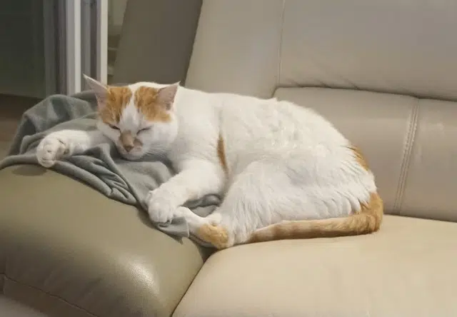 chat lost   71390 Saint-Désert Orion