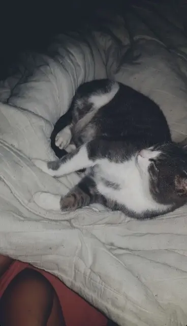 chat lost   71300 Montceau-les-Mines Oslo