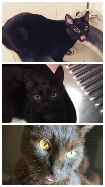 chat lost   71118 Saint-Martin-Belle-Roche Oxo