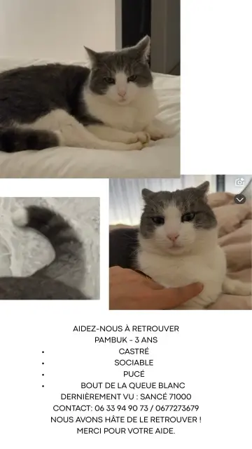 gato perdido 71000 Sancé Pambuk gato lost 71000 Sancé Pambuk
