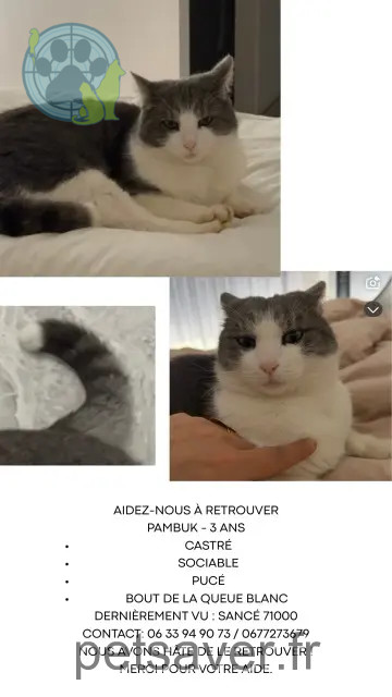 cat lost 71000 Sancé Pambuk cat lost 71000 Sancé Pambuk