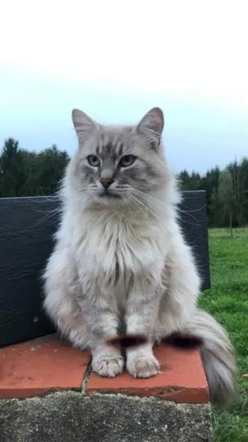 chat lost   71450 Blanzy Pato