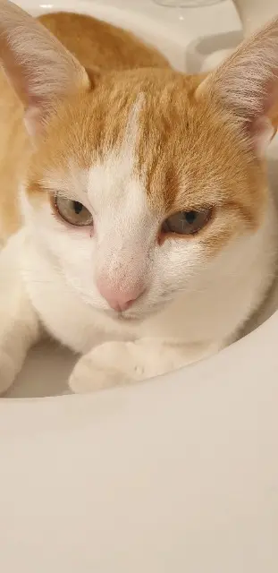 chat lost   71880 Châtenoy-le-Royal Pitou