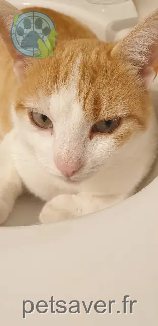 gatto perso 71880 Châtenoy-le-Royal Pitou gatto lost 71880 Châtenoy-le-Royal Pitou