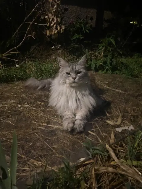 chat lost   71850 Charnay-lès-Mâcon Privé