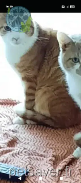 gatto perso 71300 Montceau-les-Mines Ramses gatto lost 71300 Montceau-les-Mines Ramses