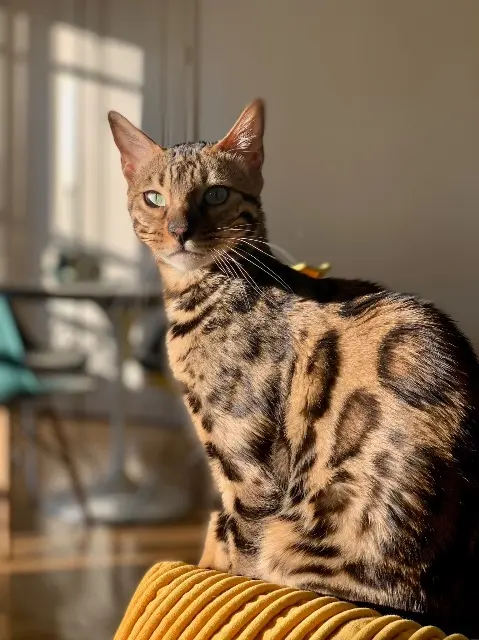 chat lost   71800 Saint-Racho Reiko