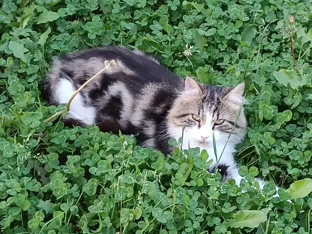 chat lost   71230 Saint-Vallier Rikiss