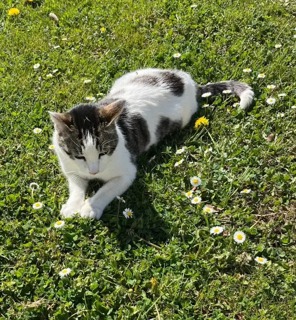 chat lost   71600 Paray-le-Monial Robert