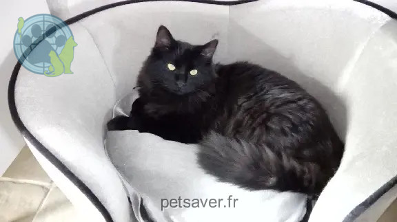 Chat Perdu 71 Saône-et-Loire - Rudolph Chat Perdu 71 Saône-et-Loire - Rudolph