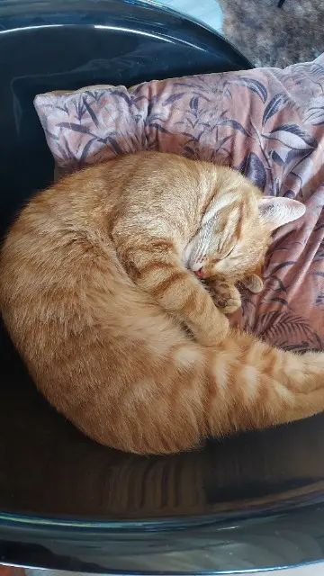 chat lost   71370 Baudrières sherlock
