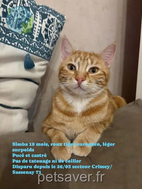 chat lost   71530 Crissey Simba