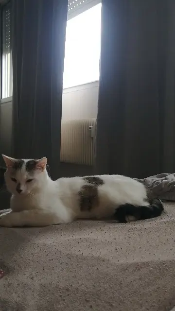 chat lost   71300 Montceau-les-Mines Snow