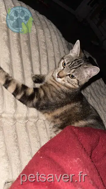 chat lost   71000 Mâcon Tigou