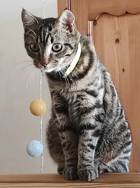 chat lost   71400 Autun Tigrou